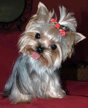 yorkshireterrier.jpg